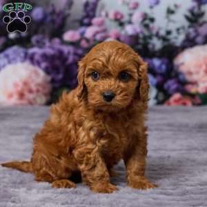 Chewy, Cavapoo Puppy